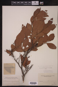 Image Associated With the Occurrence
