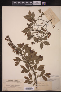 Vaccinium corymbosum image
