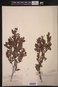 Image Associated With the Occurrence