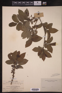 Image Associated With the Occurrence