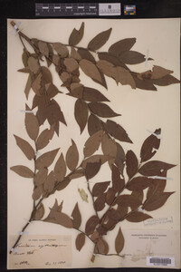 Vaccinium erythrocarpum image