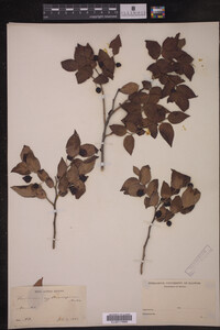 Vaccinium erythrocarpum image