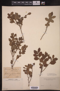 Image Associated With the Occurrence