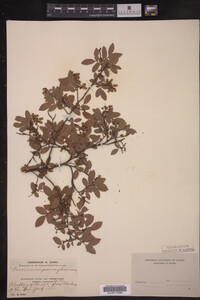 Vaccinium pennsylvanicum image