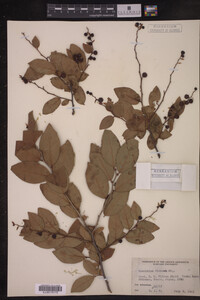 Media resource of Vaccinium oldhamii