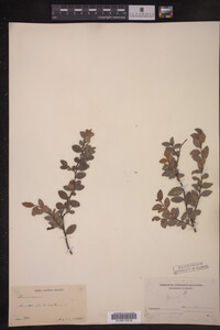 Vaccinium ovatum image