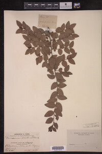 Vaccinium ovatum image