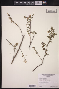 Image Associated With the Occurrence