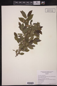 Image Associated With the Occurrence