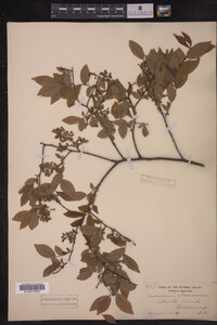 Image Associated With the Occurrence