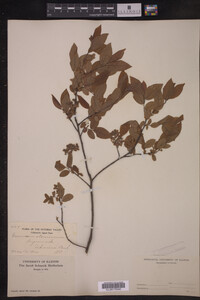 Image Associated With the Occurrence