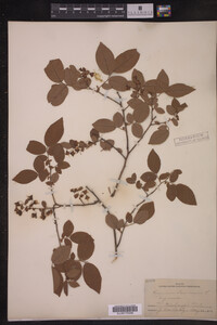 Image Associated With the Occurrence