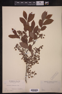 Image Associated With the Occurrence
