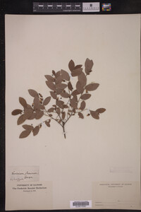 Image Associated With the Occurrence