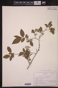 Image Associated With the Occurrence
