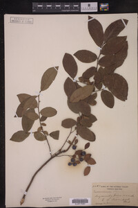 Image Associated With the Occurrence