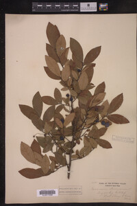 Image Associated With the Occurrence