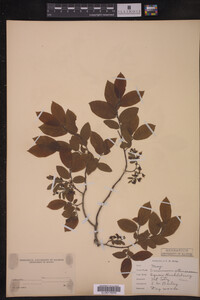 Vaccinium stamineum image