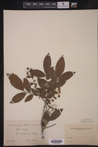 Vaccinium stamineum image