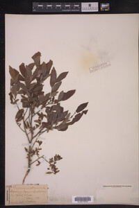 Vaccinium stamineum image