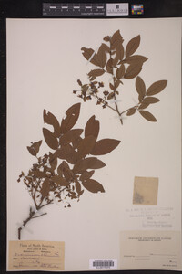 Vaccinium stamineum image