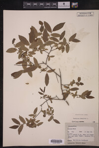 Vaccinium stamineum image