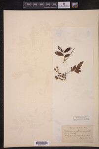 Vaccinium stamineum image