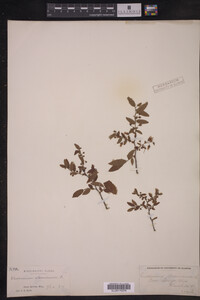 Vaccinium stamineum image