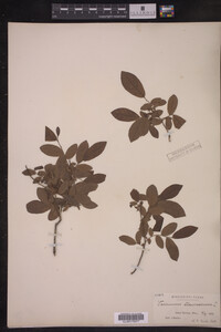 Vaccinium stamineum image