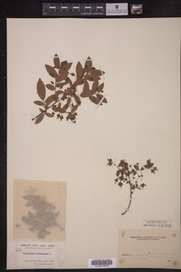 Vaccinium stamineum image