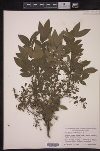 Vaccinium stamineum image
