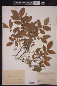 Vaccinium stamineum image