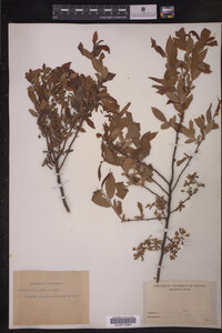 Vaccinium stamineum image
