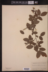 Vaccinium stamineum image