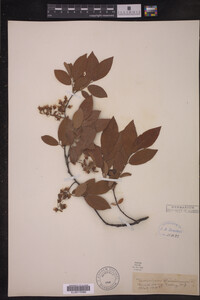 Vaccinium stamineum image
