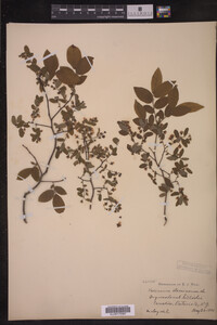 Vaccinium stamineum image