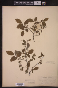 Vaccinium stamineum image