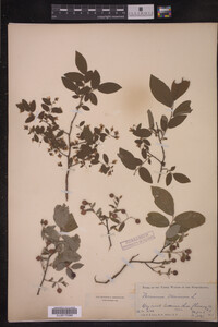 Vaccinium stamineum image