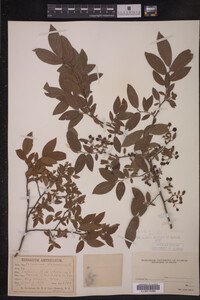 Vaccinium stamineum image