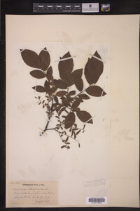 Vaccinium stamineum image