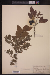 Vaccinium stamineum image