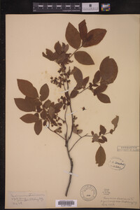 Vaccinium stamineum image