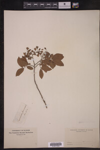 Vaccinium stamineum image