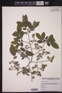 Image Associated With the Occurrence