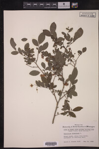 Vaccinium stamineum image