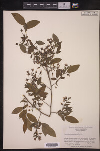 Vaccinium stamineum image