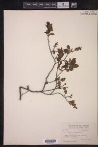 Vaccinium stamineum image