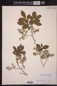 Vaccinium stamineum image
