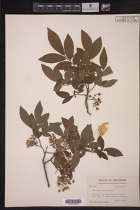 Vaccinium stamineum image