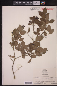 Vaccinium stamineum image
